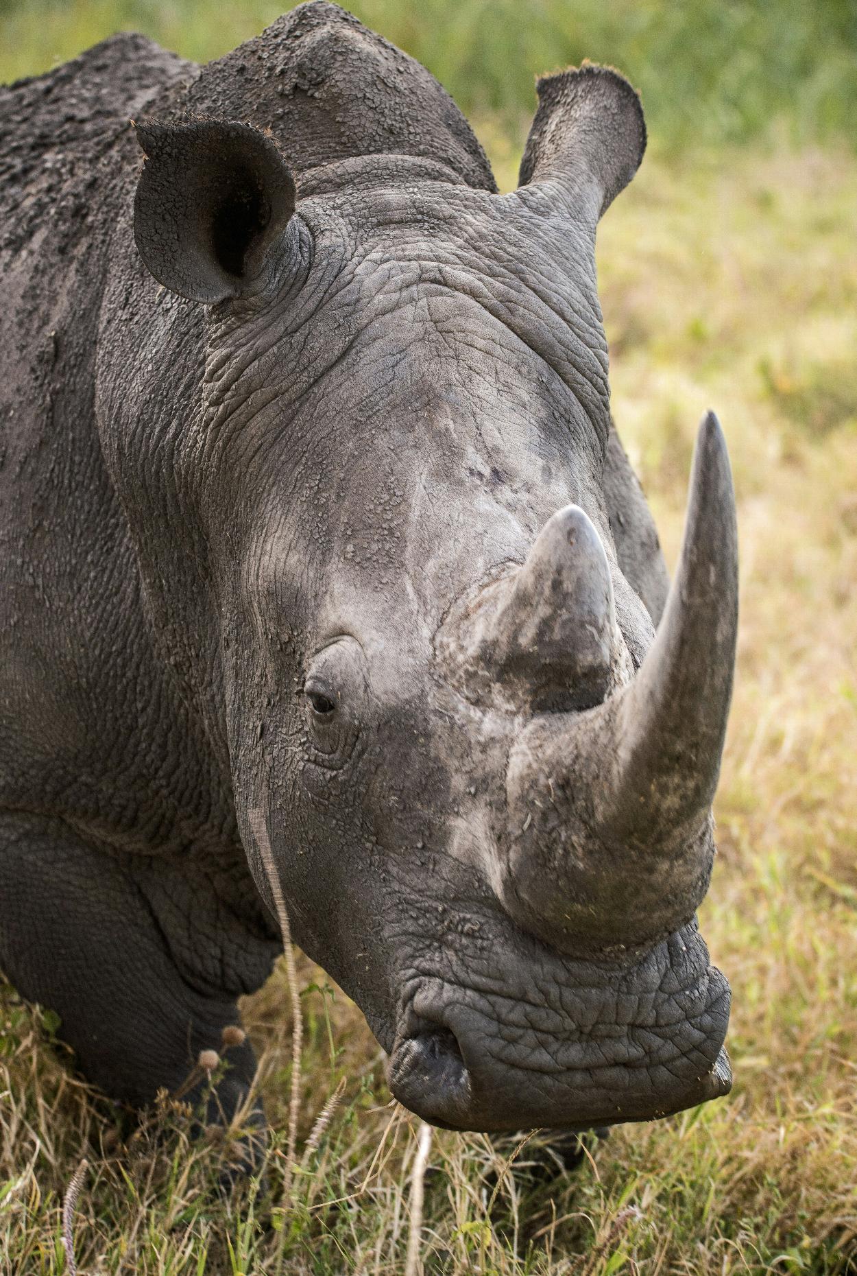 Rhino Horn | Prime Lane Shipping Cites