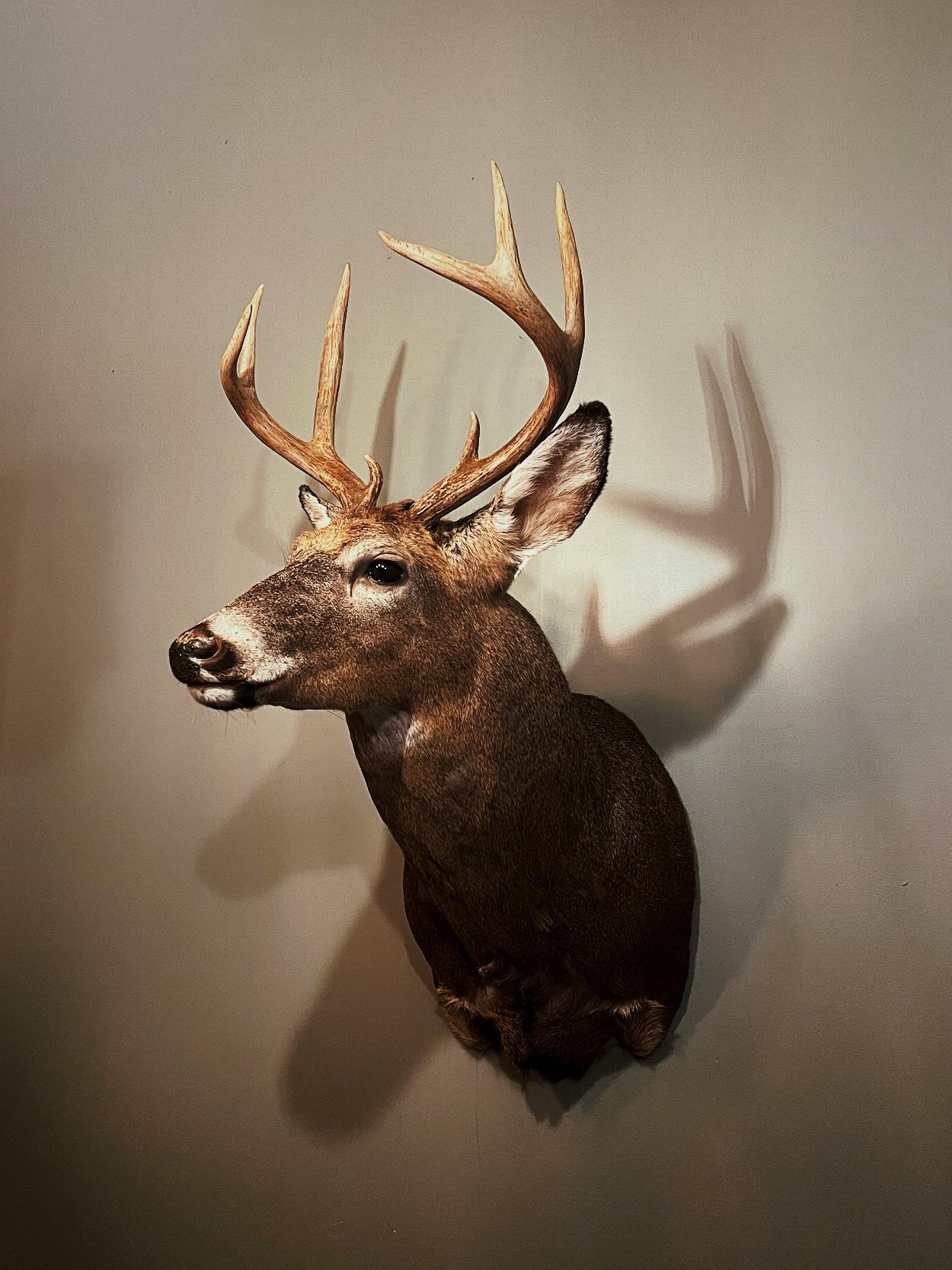 Taxidermy | Prime Lane Shipping Cites